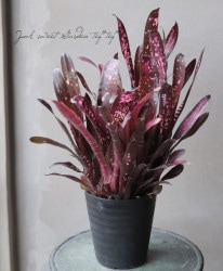 ڴտʪ 󥯥֥ꥢӥ٥륮إϥ ͥɳ