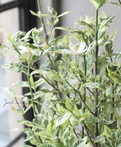 斑入りクチナシ』 | すべての商品 | | Junk sweet Garden tef*tef*