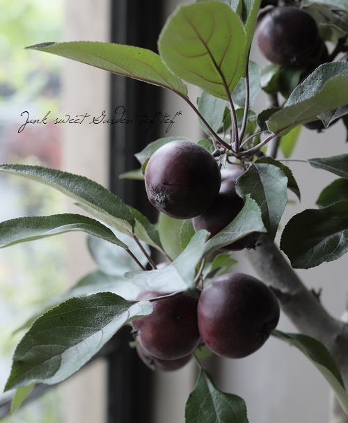 果樹 姫林檎 クラブアップル ジェネバ 身の中まで赤い すべての商品 Junk Sweet Garden Tef Tef