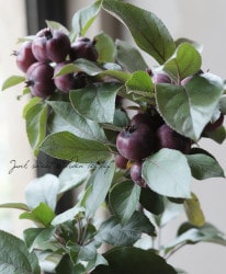 �ڲ̼��� ɱ�Ӹ顦����֥��åץ� �إ�⥤�͡� �ֲ֡�Ƽ���ʼ�