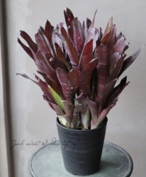 �ڴ��տ�ʪ�� ���󥯥֥���ꥢ���ӥ�٥륮�����إӡ��ɥ�ޥ�� ��B��