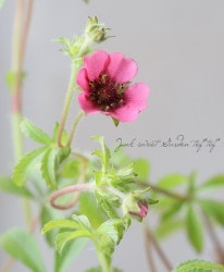 ݥƥƥ顦ͥѥ󥷥إޥ٥