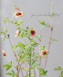 ݥƥƥ顦ͥѥ󥷥إʡ