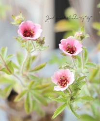 ݥƥƥ顦ͥѥ󥷥إߥåȡ