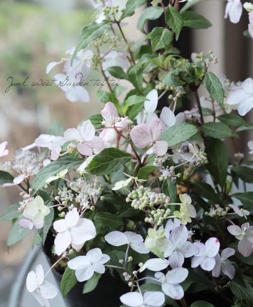 山紫陽花 『紅剣』 | すべての商品 | | Junk sweet Garden tef*tef*