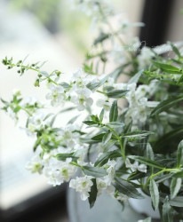 롪󥲥˥󥸥ߥȡץǥ󥰡إۥ磻ȡ