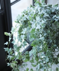 �إǥ顦�إ�å��� ���إ��쥤���㡼�� ��No.1��