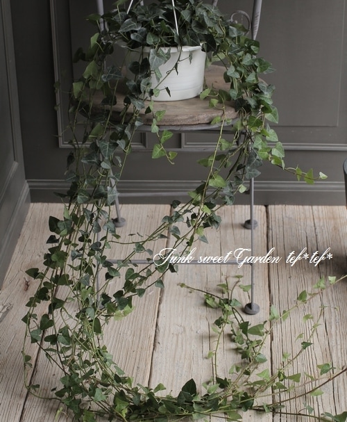 ヘデラ・ヘリックス 『サーク』 ハート型 【No.2】 | すべての商品