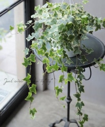 �إǥ顦�إ�å������إ��꡼��� ��No.4��