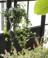 �إǥ顦�إ�å������إ��꡼��� ��No.6��