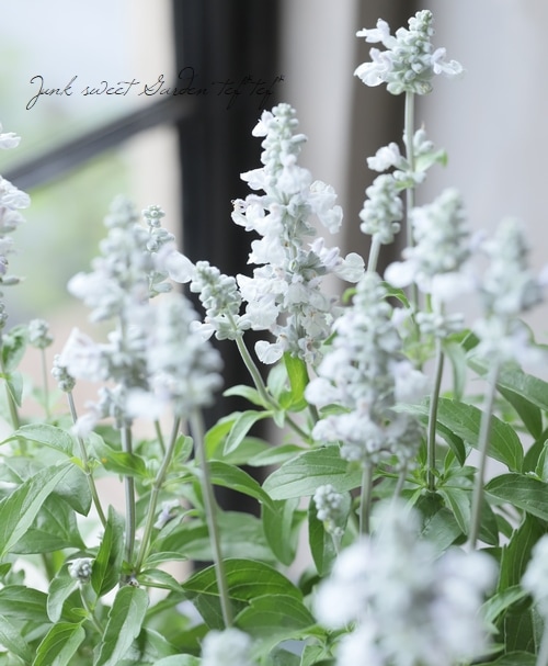 新色！】 栄養系宿根サルビア 『グレイシャスホワイト』 | すべての