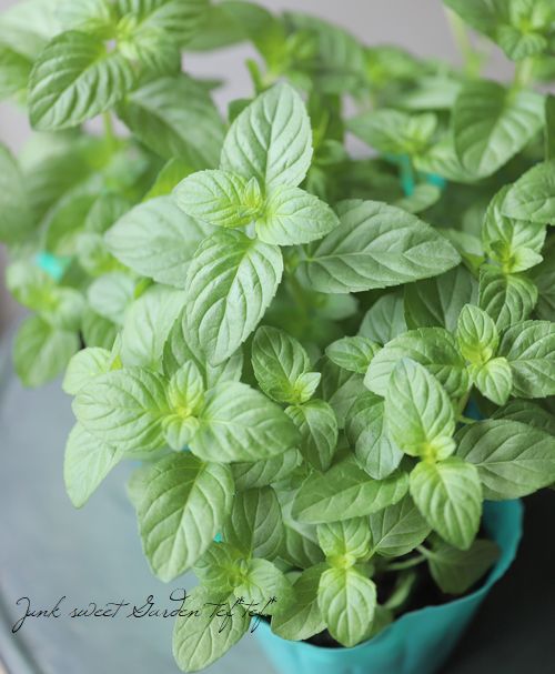 市場 Kurumaya Herb ペパーミント スペアミント ミント５種類 22円 アップルミント 送料無料 ガーデニング ストロベリーミント オレンジミント