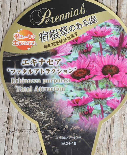 宿根エキナセア 『ファタルアトラクション』 | すべての商品 | | Junk