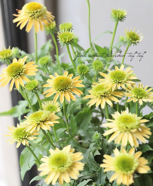 八重咲きエキナセア ダブルスクープ レモンクリーム すべての商品 Junk Sweet Garden Tef Tef