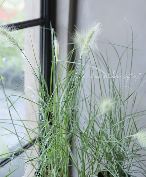 グラス植物 ペニセタム ウィロスム すべての商品 Junk Sweet Garden Tef Tef