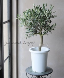 ���꡼�֡��إ�å��١������ɤ����ɳ������ߺϲ�souju���� �ȥԥ��꡼��Ω�� ��No.5��