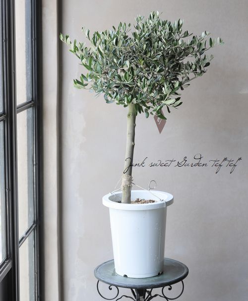 創樹　オリーブ　ルッカ　3 オリーブ 『ルッカ』 樹形良し！良株！ 盆栽屋soujuさん