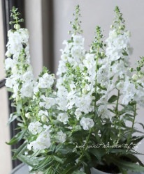 إ󥲥˥إ֥󥺥  إۥ磻ȡ