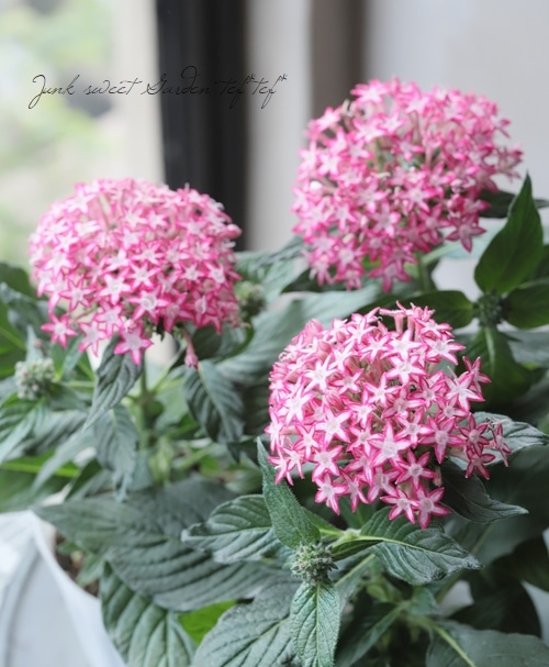 変わり咲きペンタス 『ギャラクシー・レッドスター』 | すべての商品