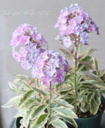 ������ե��å������إ����ѥ���