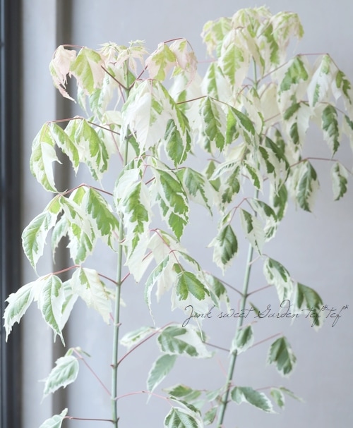 ネグンドカエデ 『フラミンゴ』 | すべての商品 | | Junk sweet Garden