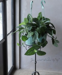 �ڴ��տ�ʪ�� ��󥹥ƥ� �إ������ɥ���ȥ륳�å���