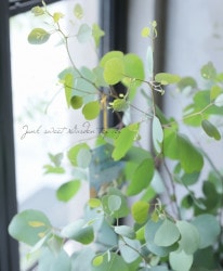 �ϡ��ȥ꡼�ե桼���ꡡ�إݥݥ饹�� �إݥꥢ�󥻥⥹��