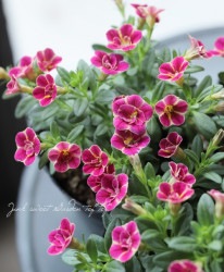 ֥饳 صǤĤФ ¥ꥸʥʼ