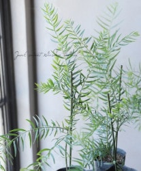 �������� �إ֥ꥹ�١����ȥ�� �ե���֥ꥢ��