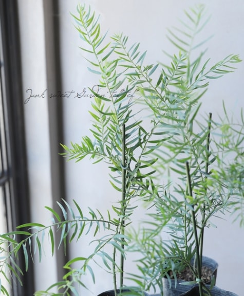 アカシア ブリスベーンワトル フォンブリアタ すべての商品 Junk Sweet Garden Tef Tef