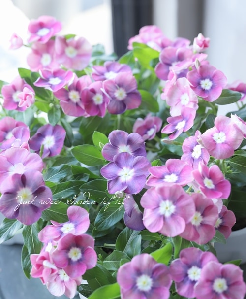 北島園芸オリジナル】 ニチニチソウ 『ポルカドット・ピンク