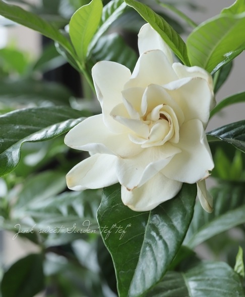 八重咲き大輪 オオヤエクチナシ すべての商品 Junk Sweet Garden Tef Tef