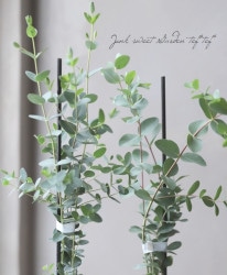 ���ե桼����  �إѥ�ӥե��ꥢ�١�