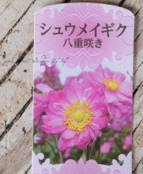Ȭ�ź餭�����ơ��إԥ󥯡� ���奦�ᥤ������