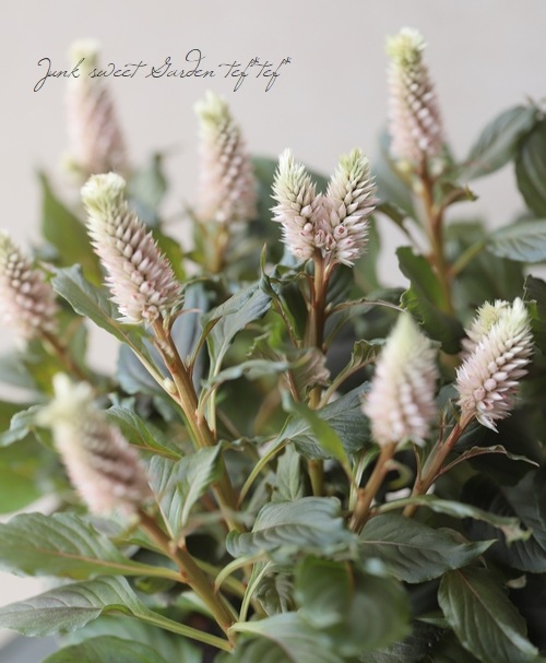 セロシア ビューティシリーズ ヴィンテージ すべての商品 Junk Sweet Garden Tef Tef