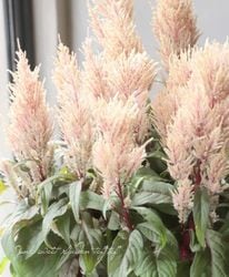 ʰ줵̸ν Ƽաߥ꡼C