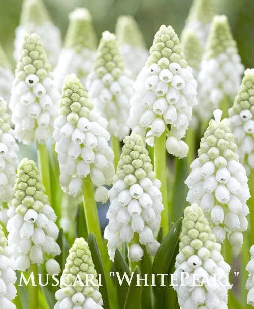 球根】 ムスカリ 『ホワイトパール』 5球 | 球根 | | Junk sweet