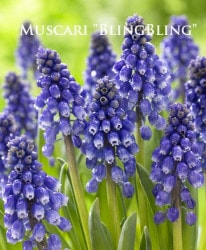 �ڵ庬�� �ॹ���� �إ֥�󥰥֥�󥰡�