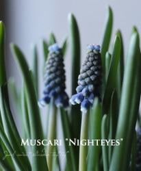 �ڵ庬�� �ॹ���ꡡ�إʥ��ȥ������� �庬5��