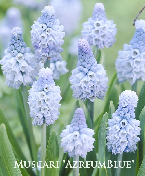 球根】 早咲きムスカリ 『アズリューム・ブルー』 球根5球 | 球根