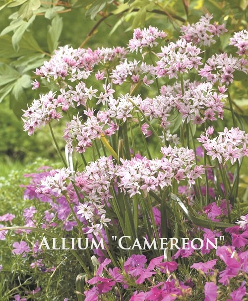 allium 様専用 allium 様専用