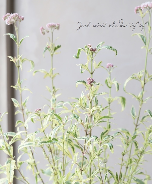 確認用　フジバカマ　斑入り　2ポット フジバカマ(斑入り) 【花苗 4号ポット】｜ 【植物のITANSE】全品