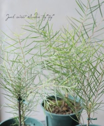 �����������إե��˥å���������ɡ�