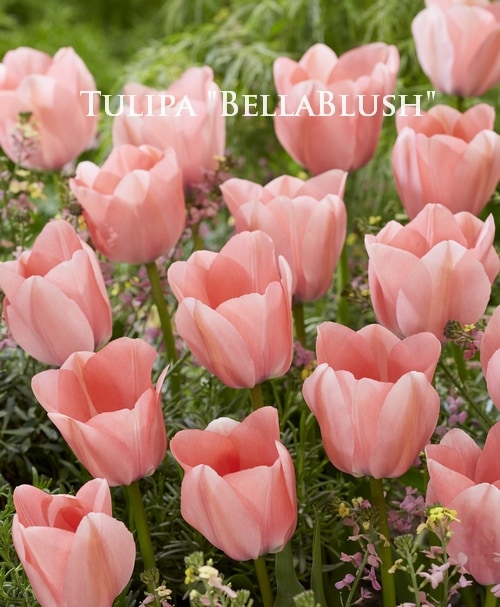 球根】 チューリップ 『ベッラブラッシュ』 | 球根 | | Junk sweet