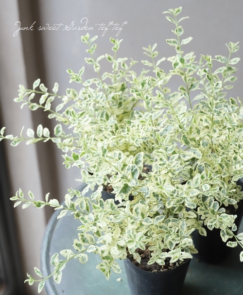 斑入りプリペット カスタードリップル 花苗 リーフ Junk Sweet Garden Tef Tef