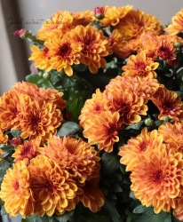 ���ꥵ�󥻥ޥࡦ�ޥ���ȥ����ӥ��� �إ��ץꥳ�åȡ�