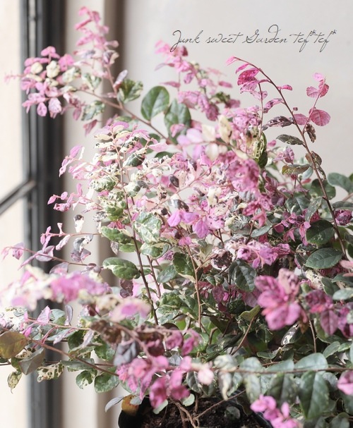 斑入りトキワマンサク 『七彩 -ヒチアヤ』 | すべての商品 | | Junk