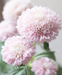 �ɺ���Ȭ�ź餭���إ����������إݥ�ݥ�����꡼��