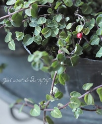 إߥå顦ڥ󥹡  ĥ륢ɥ