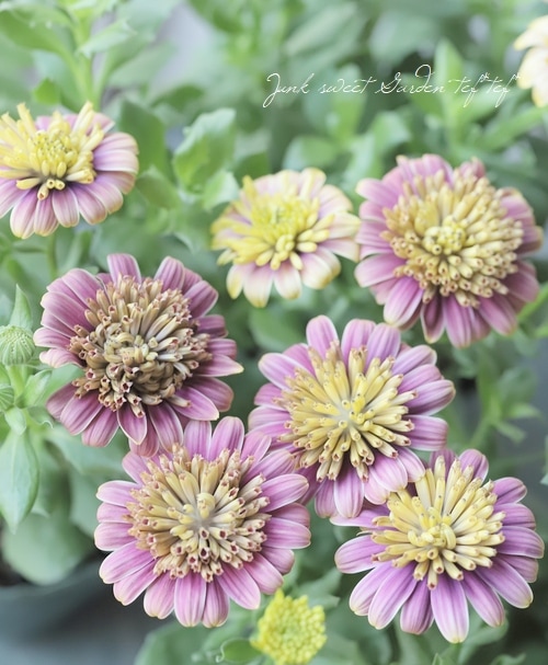 オステオスペルマム苗　1苗です　＋選べるおまけつき 自分で植える】オステオスペルマムと忘れな草の花苗セット（東京発送